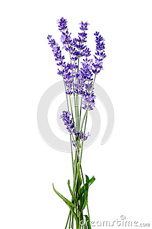 Bunch of lavender flowers on white background isolated Stock Photo