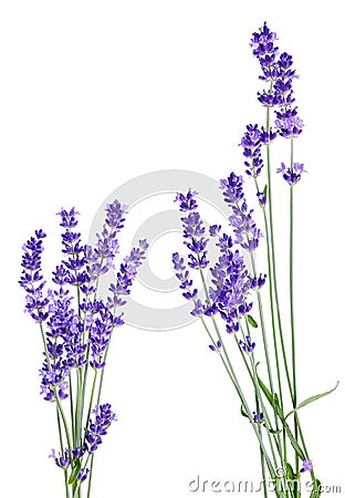 Bunch of lavender flowers on white background isolated Stock Photo