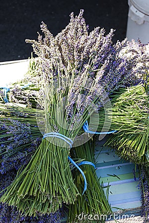 Bunch of lavenders Stock Photo