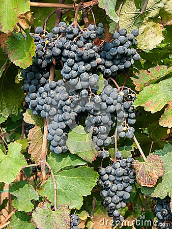 Bunch and leaves of grape cluster Lambrusco di Modena, Italy Stock Photo