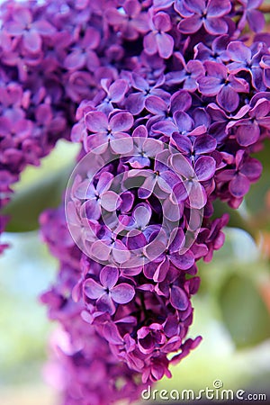 Bunch of lilac flowers Stock Photo