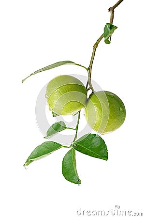 Bunch of limes with leaf on white . Stock Photo