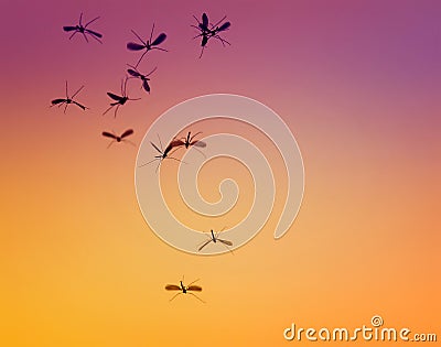 bunch of little dangerous insects mosquitoes flies against the Stock Photo