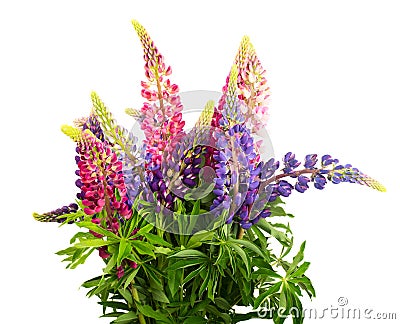 Bunch of lupine flowers Stock Photo