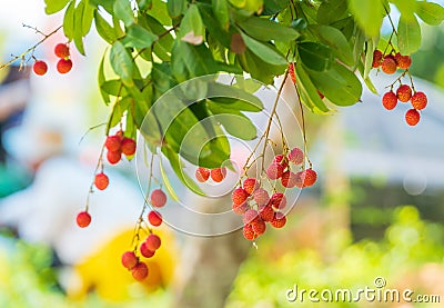 bunch of lychees on a big tree Stock Photo