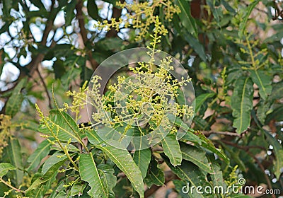 Bunch of mango flowers Stock Photo