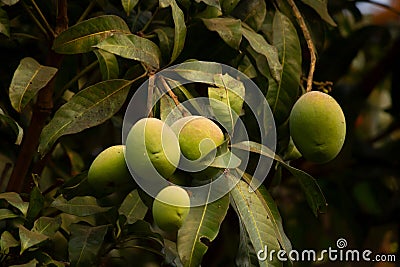 Bunch of mangoes hanging from a tree Stock Photo