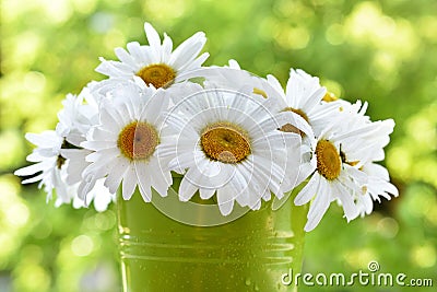 Bunch of marguerite flowers in the garden Stock Photo