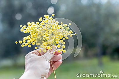 Bunch of mimosa in hand, beautiful spring natural summer green b Stock Photo