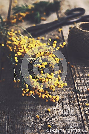 Bunch of mimosa and scissors on rustic wooden background Stock Photo