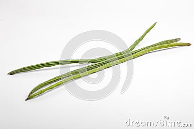 Bunch of Moringa Oleifera or sonjna over white background Stock Photo