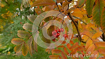Bunch of mountain ash against the background of the autumn forest. Rowan berries in the forest. Stock Photo