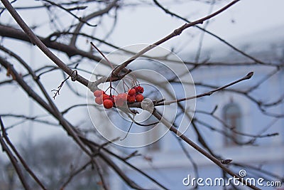 Bunch of mountain ash on bare branches Stock Photo