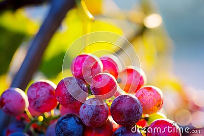 Bunch of multicolored grapes Stock Photo