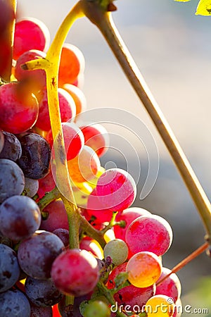 Bunch of multicolored grapes Stock Photo