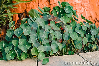 A bunch of Nasturtium leaves blocking out the blossoms in the back garden Stock Photo