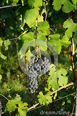 Bunch of Nebbiolo Grapes Stock Photo