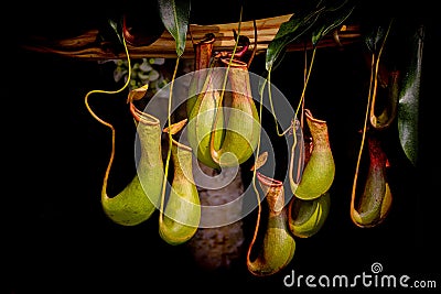 Bunch of nepenthes, commonly known as tropical pitcher plants Stock Photo