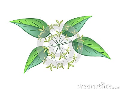 Bunch of Night Blooming Jasmine on A White Background Vector Illustration