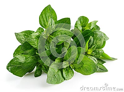 Bunch oregano. Fresh spicy herb. Stock Photo