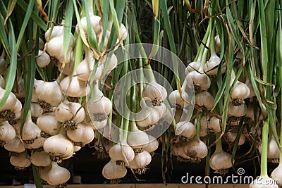 Hanging Organic Garlic Harvest. Countryside Farming, Farm, Agriculture, Wooden Pallets. Fresh. Beautiful Nature. Stock Photo