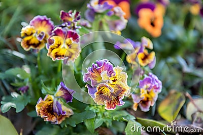 A Bunch Pansy Flowers In Bloom Stock Photo