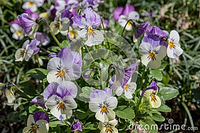 A Bunch Pansy Flowers In Bloom Stock Photo