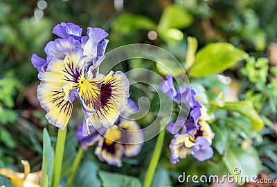 A Bunch Pansy Flowers In Bloom Stock Photo