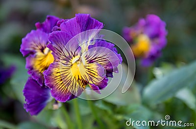 A Bunch Pansy Flowers In Bloom Stock Photo