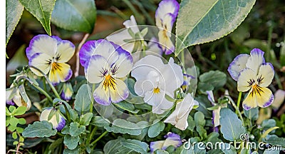 A Bunch Pansy Flowers In Bloom Stock Photo