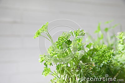 Bunch parsley Stock Photo