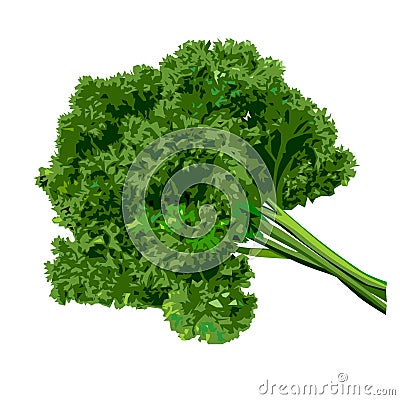 Bunch of parsley Vector Illustration