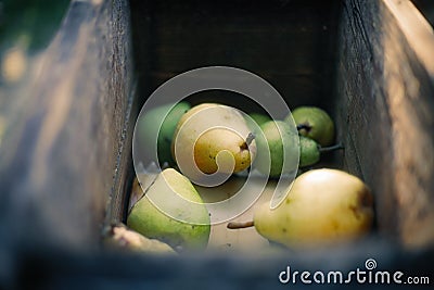 A bunch of pears in the fruit grinder machine, fruits in wooden fruit mill in garden, preparation for home making alcohol Stock Photo