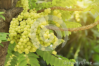 Bunch of Phyllanthus acidus, Star Gooseberry Fruits on Its Tree Stock Photo