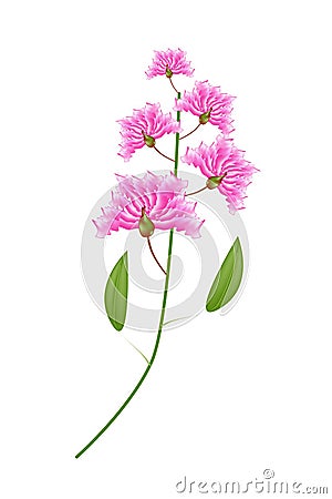 Bunch of Pink Crape Myrtle Flowers on White Background Vector Illustration