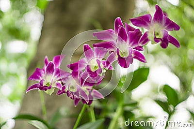 Bunch of pink petals Dendrobium hybrid orchid under green leafs tree on blurry background Stock Photo