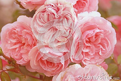 Bunch of pink roses Stock Photo