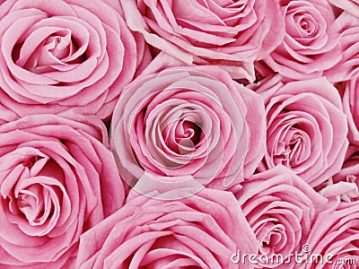 Bunch of pink roses Stock Photo