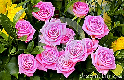 Bunch of pink roses Stock Photo