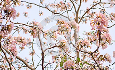 Bunch of Pink Trumpet shrub flowering tree blossom in spring on green leaves branches and twig, under clouds and blue sky Stock Photo