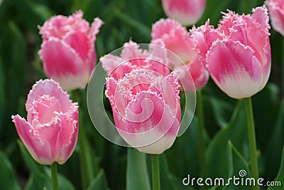 Pink and white Frills Tulips Stock Photo