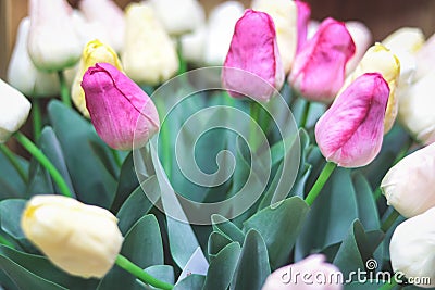 Bunch pink and white tulips. Spring landscape. Stock Photo