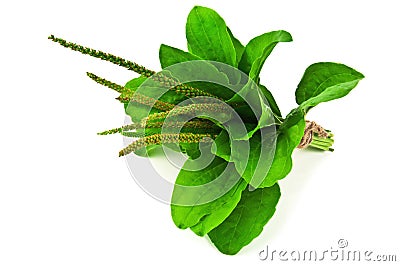 Bunch of plantain Stock Photo