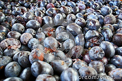 A bunch of plums Stock Photo