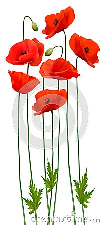 Bunch of poppies. Flower background. Vector Illustration