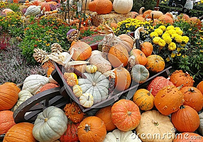 pumpkins by halloween in robes Editorial Stock Photo