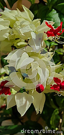 Bunch of Pure White Philippine Garden Flower Stock Photo