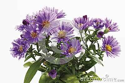 Bunch of purple autumn asters Stock Photo