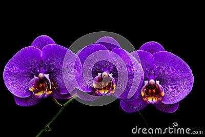 Bunch of purple phalaenopsis orchids with black background Stock Photo