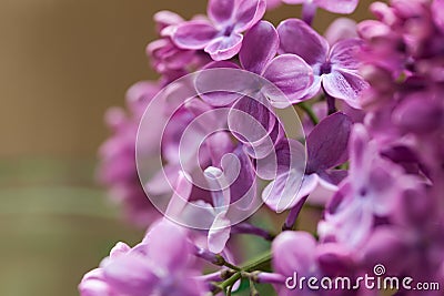 Bunch of purple spring blooming lilac flowers Stock Photo